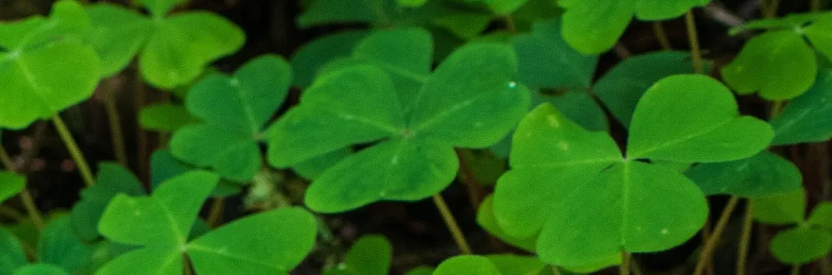 A close-up of vibrant green clover leaves, symbolising luck and nature's beauty in a lush setting.