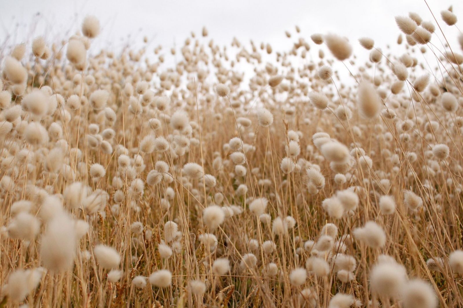 Enjoy fresh cotton scents with a Wild deodorant code